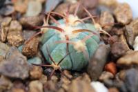 Echinocactus horizonthalonius PD 41